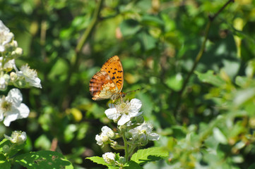Brenthis daphne, Marbled Fritillary butterfly collecting nectar on wild flowers.  Butterfly on a...