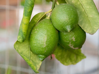 Lime fruit. Ripe Lime hanging on a lemon tree. Growing Lime