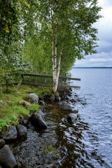 Fototapeta na wymiar birch trees on the shore of the lake