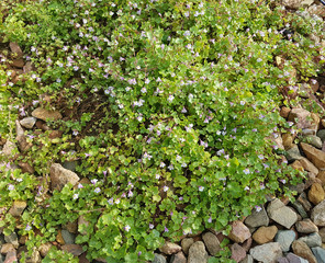 Zimbelkraut; Cymbalaria muralis; Heilpflanze