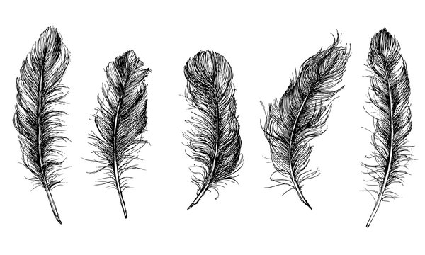 Vector Black and White Feather Pattern

