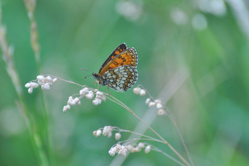 The heath fritillary (Melitaea athalia) sitting on the grass blade with green background