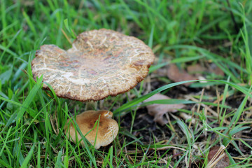 Champignon plat