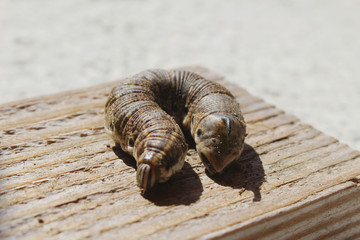 Chenille Sphinx