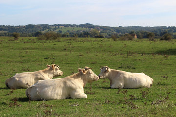 les 3 vaches