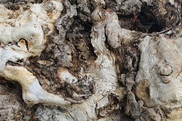 Peuplier &eacute;corce