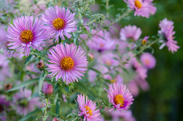 Obraz premium Bouquet of pink garden flowers