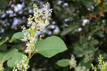 Renou&eacute;e du Japon