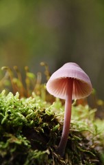 Close up of wild mushrooms in Autumn light