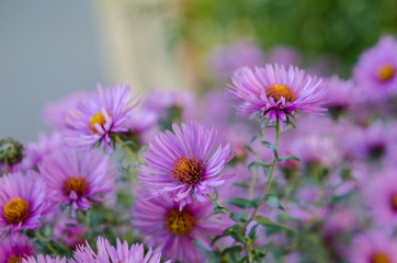 Fototapeta premium Bouquet of pink garden flowers
