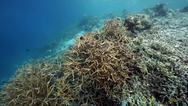 Staghorn coral (Acropora cervicornis) on reef, Raja Ampat islands 
