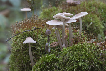 Mycena galericulata mushrooms