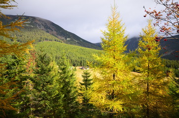 Yellow autumn leafs