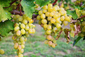 Bunch of grapes