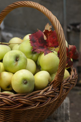 Organic apples in basket October harvesting