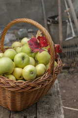 Organic apples in basket October harvesting