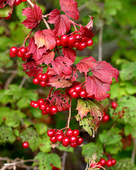 Red berries on bush with green land red leaves