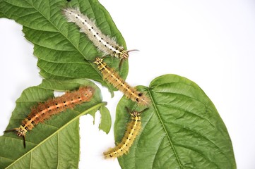 Worm the caterpillars eating leaves and stems of plants.