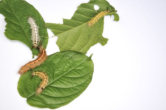 Worm the caterpillars eating leaves and stems of plants.