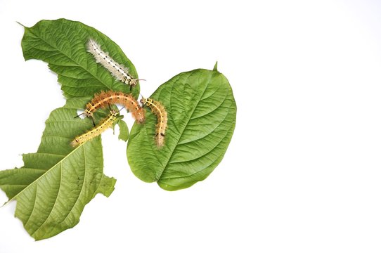 Worm the caterpillars eating leaves and stems of plants.