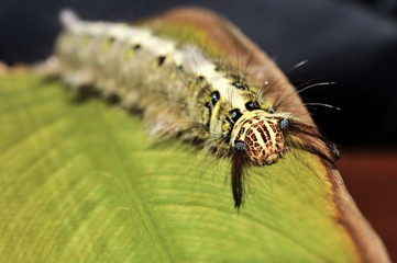 Worm the caterpillars eating leaves and stems of plants.