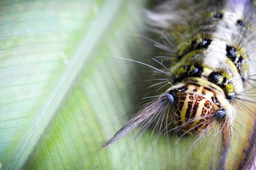 Worm the caterpillars eating leaves and stems of plants.