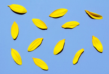 Sunflower petals on lilac background.