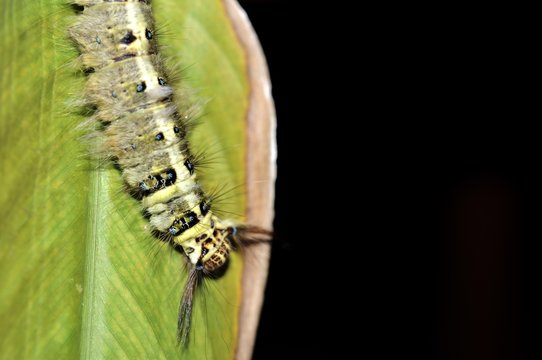 Worm the caterpillars eating leaves and stems of plants.