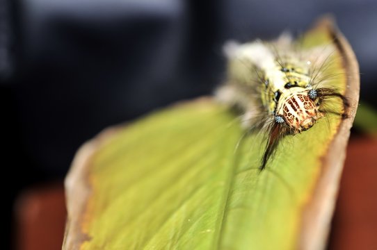 Worm the caterpillars eating leaves and stems of plants.