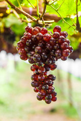 Grape on grape vine.