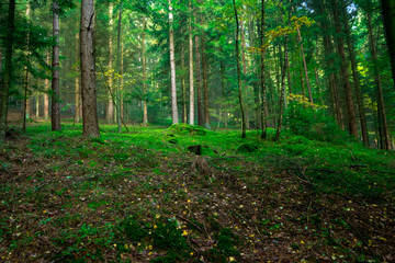 Moos bewachsene Bäume im Bayerischen Wald