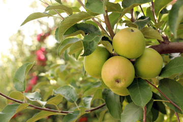 ripe apples in an orchard ready for harvesting