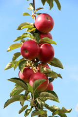 ripe apples in an orchard ready for harvesting