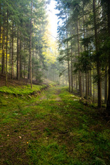 Fototapeta premium Weg mit Lichtung im Bayerischen Wald