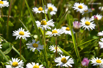 Margherite di primavera