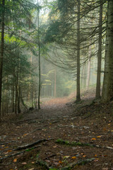 Nebel mit Weg im Bayerischen Wald