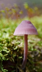 Close up of wild mushrooms in Autumn light