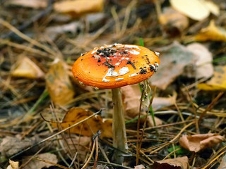 Mushrooms in the forest. Autumn forest.