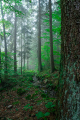 Wald im Nebel mit Baum im Vordergrund im Bayerischen Wald