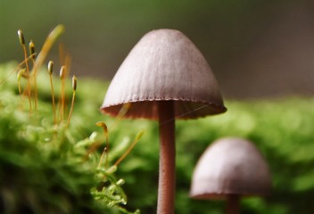 Close up of wild mushrooms in Autumn light