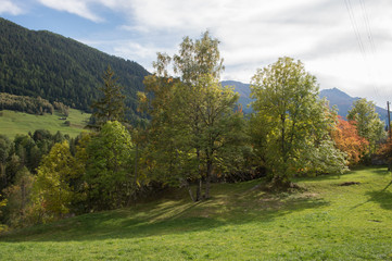 Fototapeta premium Epicéa