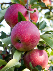 W jesiennym sadzie z dojrzewającymi jabłkami