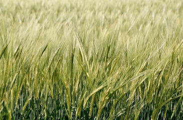 Close up of a Wheat field in sunlight