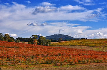 Autumn in  Orange, NSW, Australia