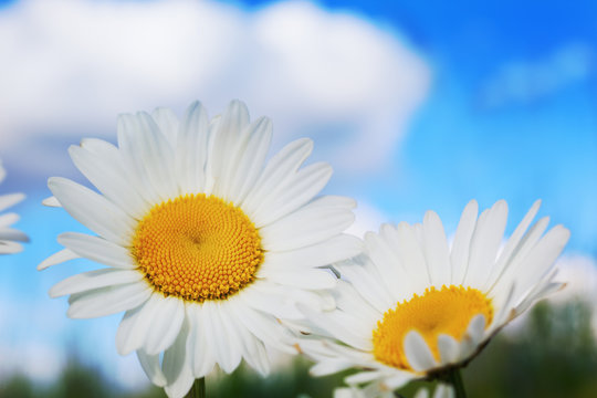 Chamomile among flowers