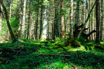 Wald mit Moos im Bayerischen Wald
