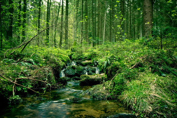Fluss mit kleinem Wasserfall im Bayerischen Wald