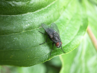 Fly on a green leaf