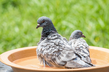 homing pigeon bathing in water bow © stockphoto mania