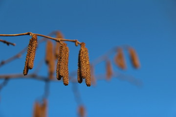 Naklejka premium Steyr - Austria